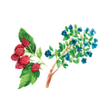 Beeren-sträucher