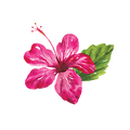 Hibiskus