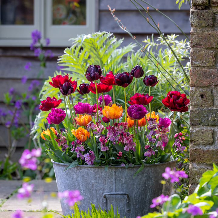 Tulpen-Kollektion 'Dark Peony'