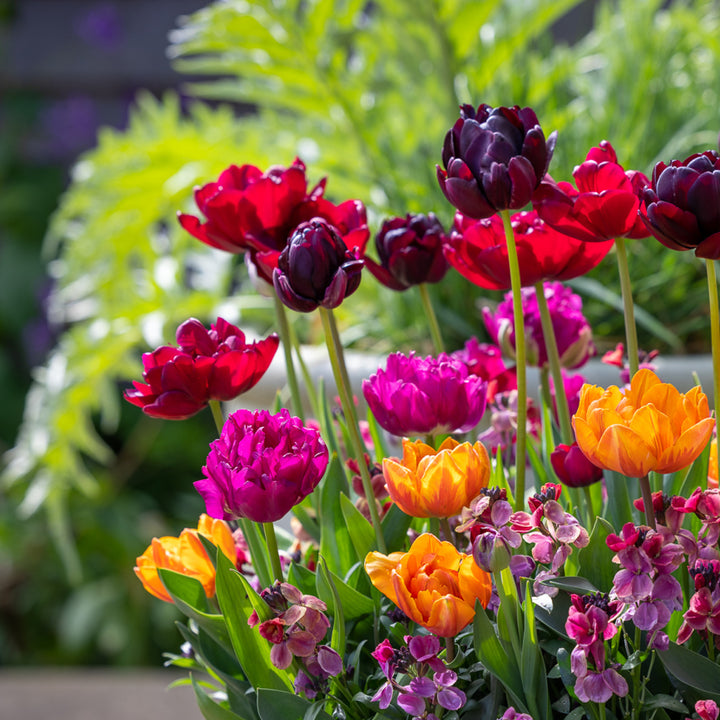 Tulpen-Kollektion 'Dark Peony'