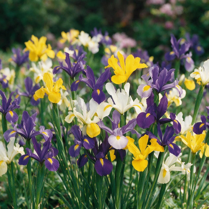 Holländische Iris Mix