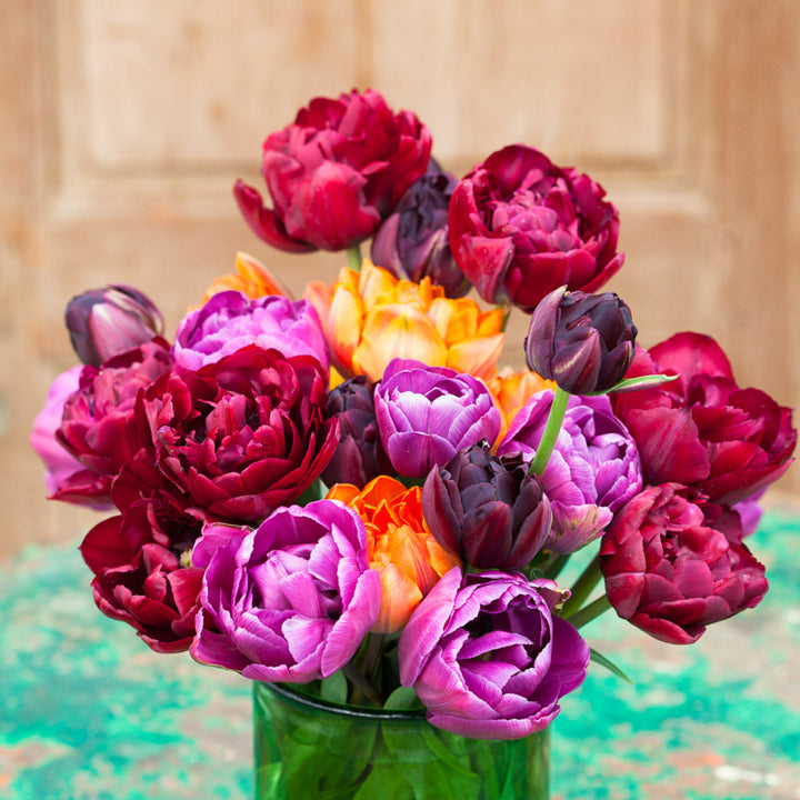 Tulpen-Kollektion 'Dark Peony'