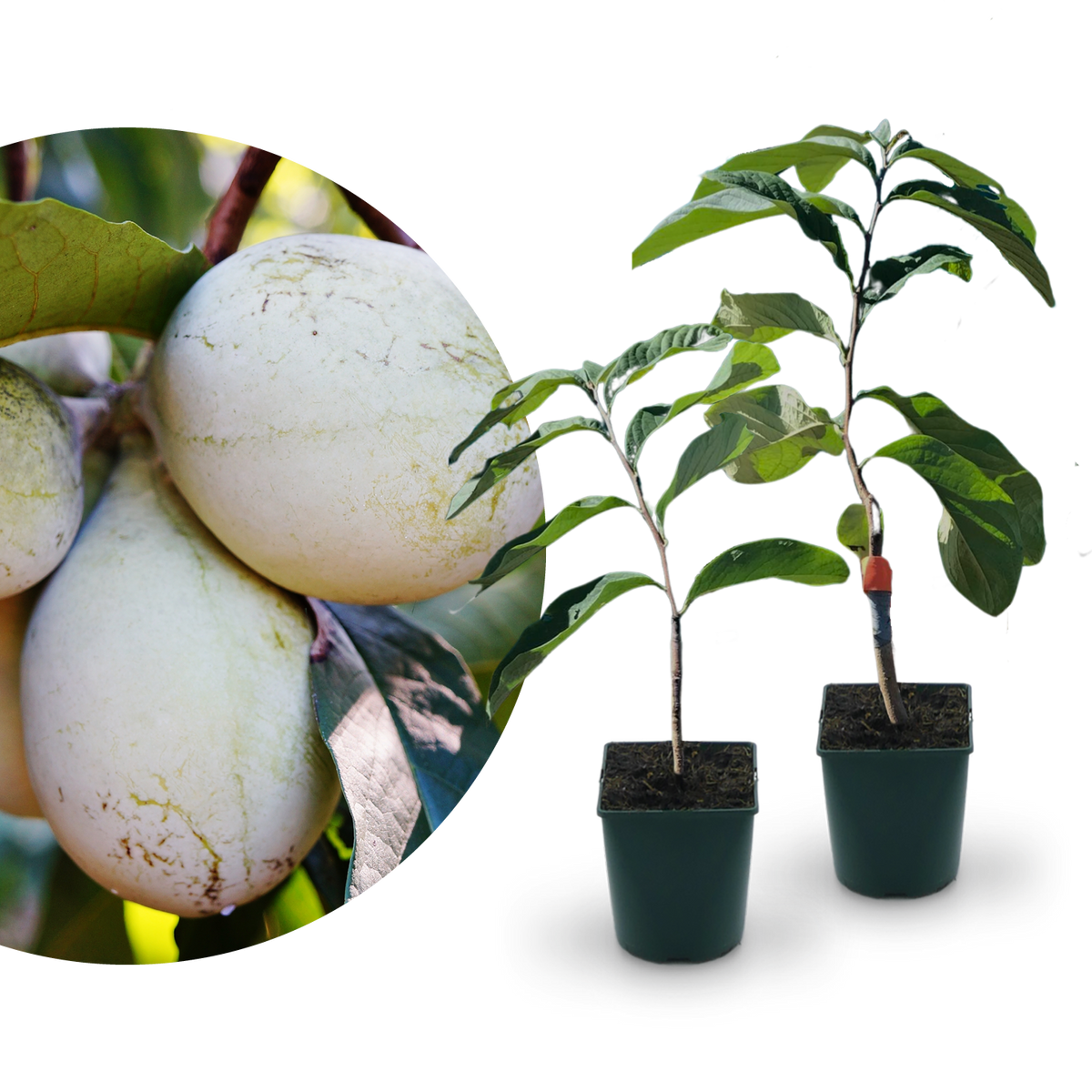 Entdecke mich: Indianerbanane Pawpaw