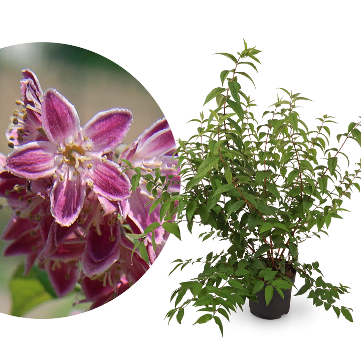 Deutzie 'Tourbillon Rouge' Dunkelrosa