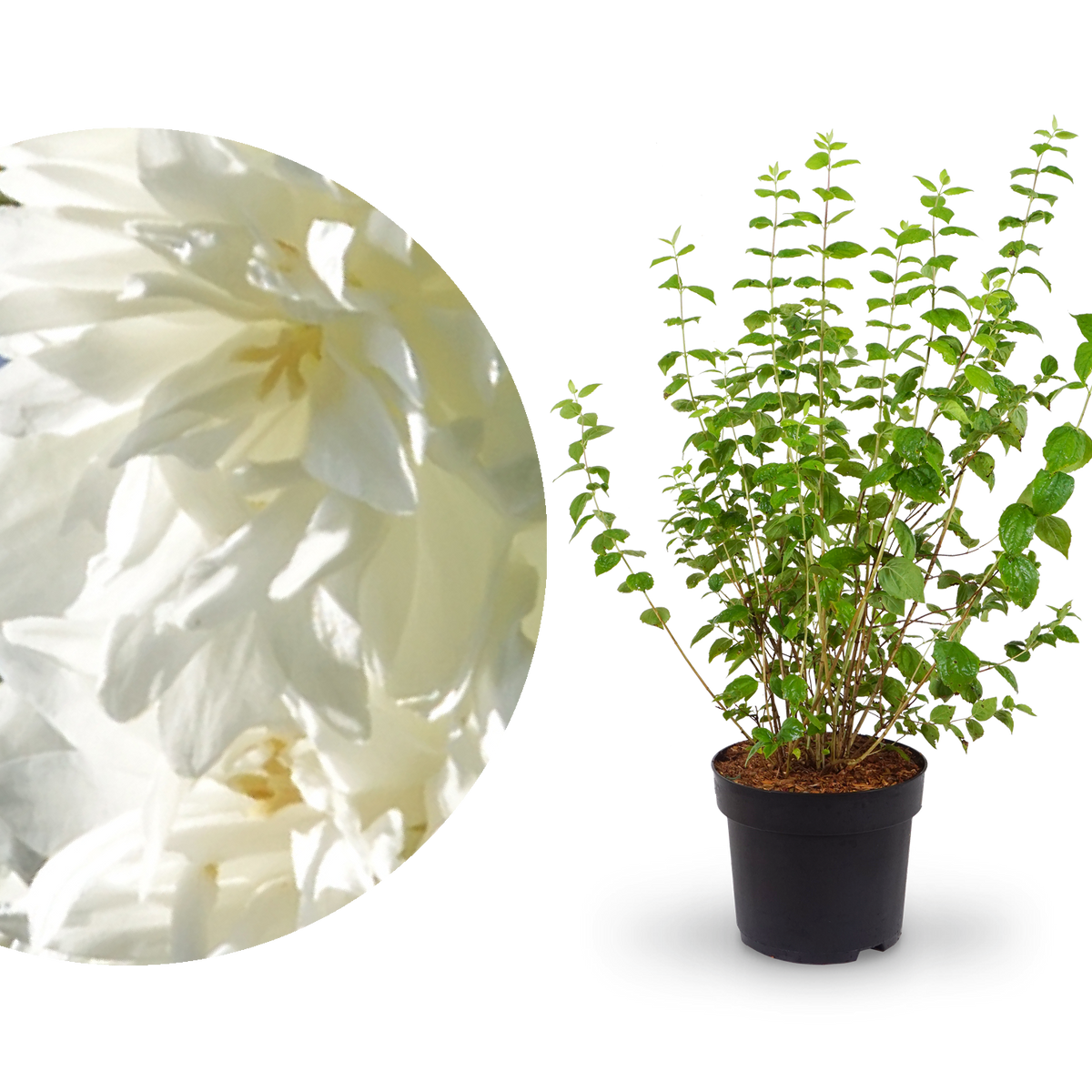 Gartenjasmin 'Minnesota Snowflake' Schneeweiß