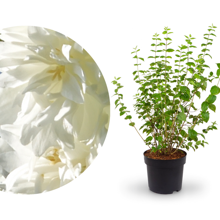Gartenjasmin 'Minnesota Snowflake' Schneeweiß