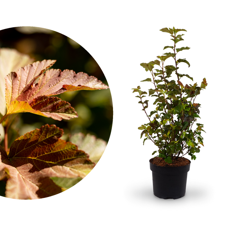 Buntblättrige Blasenspiere 'Amber Jubilee'®