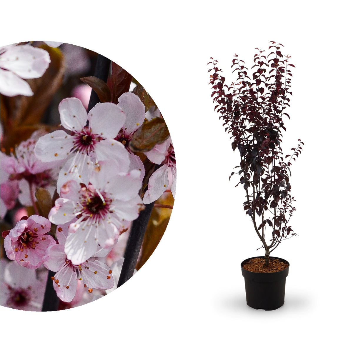 Blutpflaume 'Nigra'