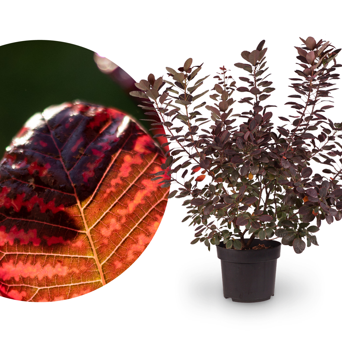 Roter Perückenstrauch 'Royal Purple'®