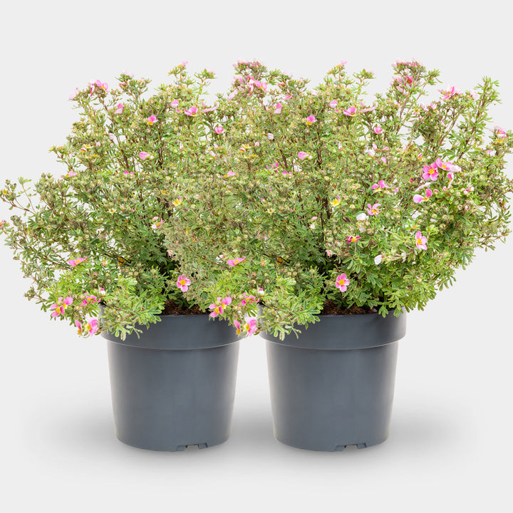 Fünffingerstrauch 'Bella Rosa'® Pink