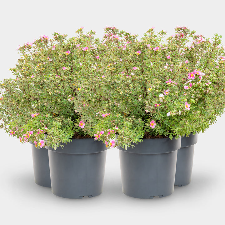Fünffingerstrauch 'Bella Rosa'® Pink