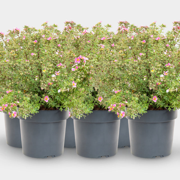 Fünffingerstrauch 'Bella Rosa'® Pink
