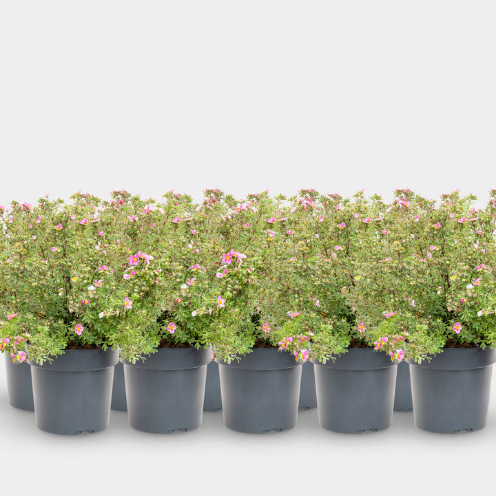 Fünffingerstrauch 'Bella Rosa'® Pink