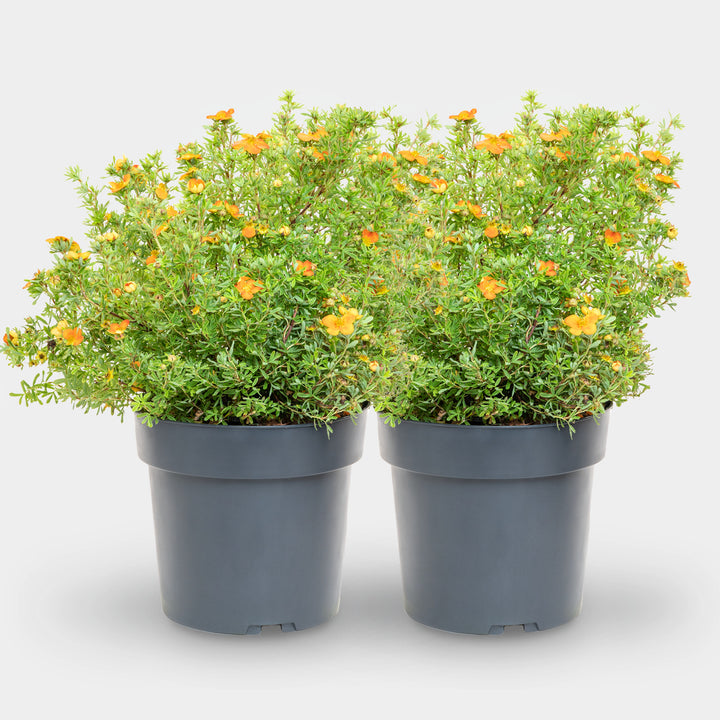 Fünffingerstrauch 'Bella Sol'® Gelb-orange