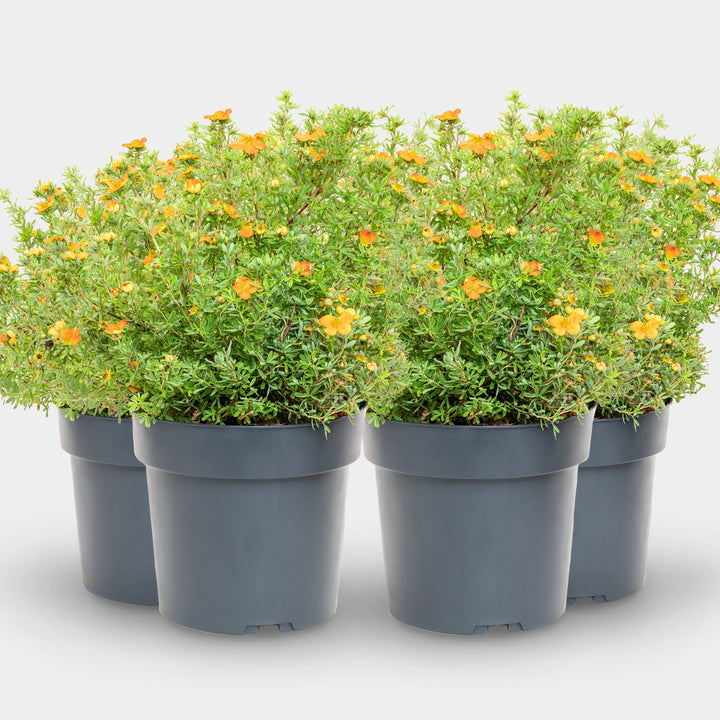 Fünffingerstrauch 'Bella Sol'® Gelb-orange