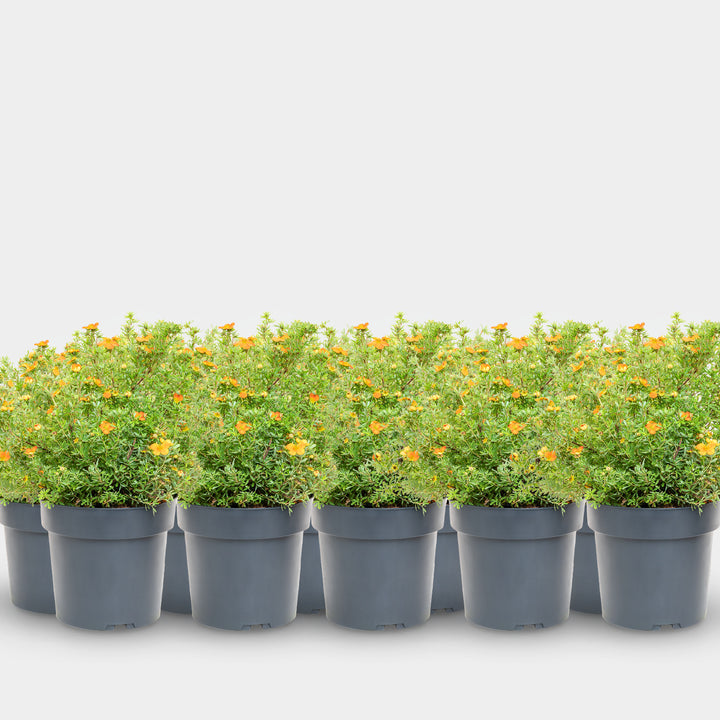 Fünffingerstrauch 'Bella Sol'® Gelb-orange