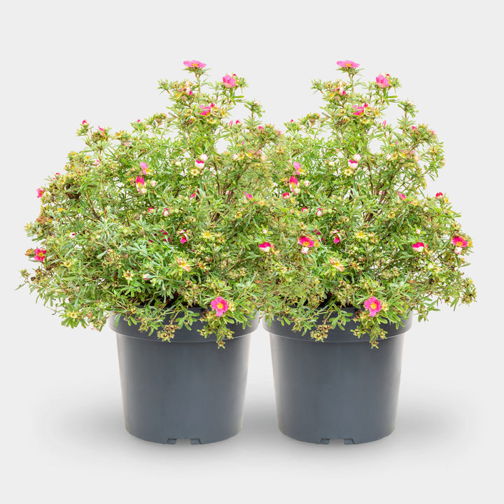 Fünffingerstrauch 'Bellissima'® Dunkelrosa