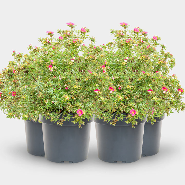 Fünffingerstrauch 'Bellissima'® Dunkelrosa