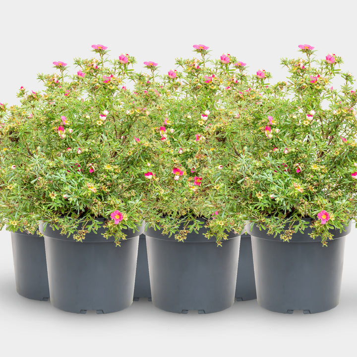 Fünffingerstrauch 'Bellissima'® Dunkelrosa