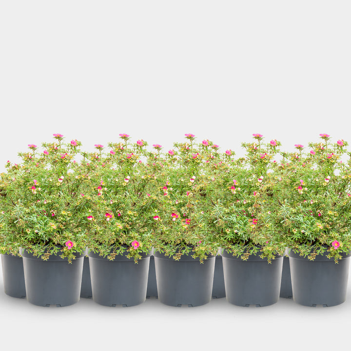 Fünffingerstrauch 'Bellissima'® Dunkelrosa