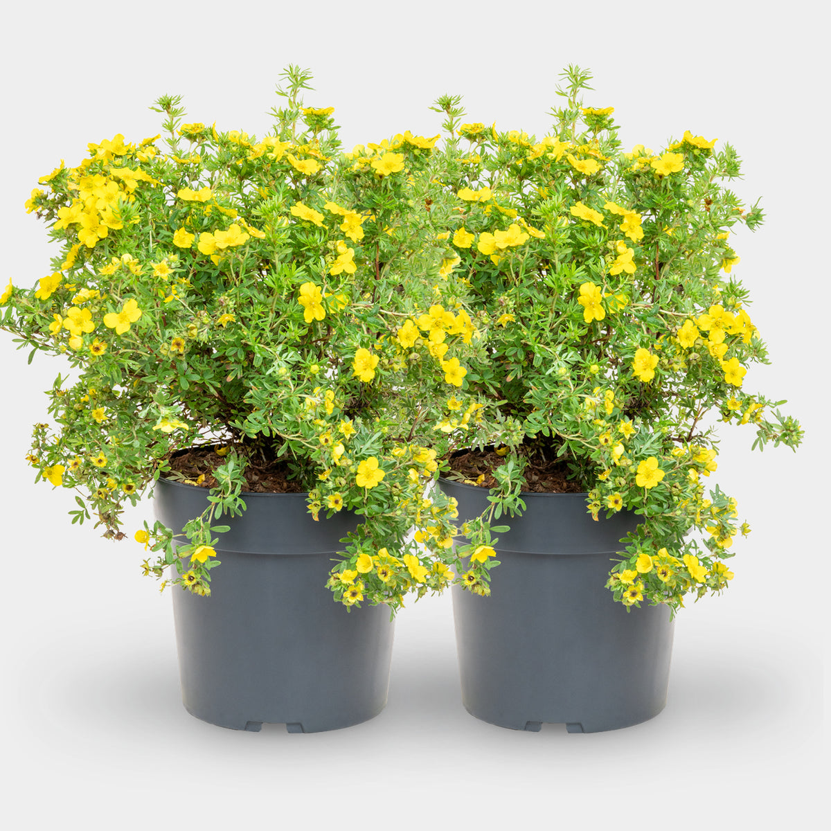 Fünffingerstrauch 'Dakota Sunspot'® Goldgelb