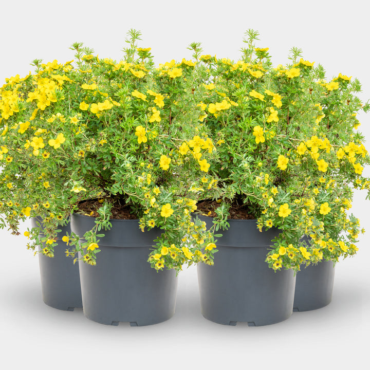 Fünffingerstrauch 'Dakota Sunspot'® Goldgelb