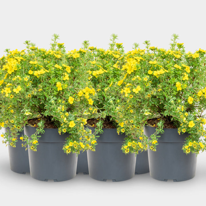 Fünffingerstrauch 'Dakota Sunspot'® Goldgelb