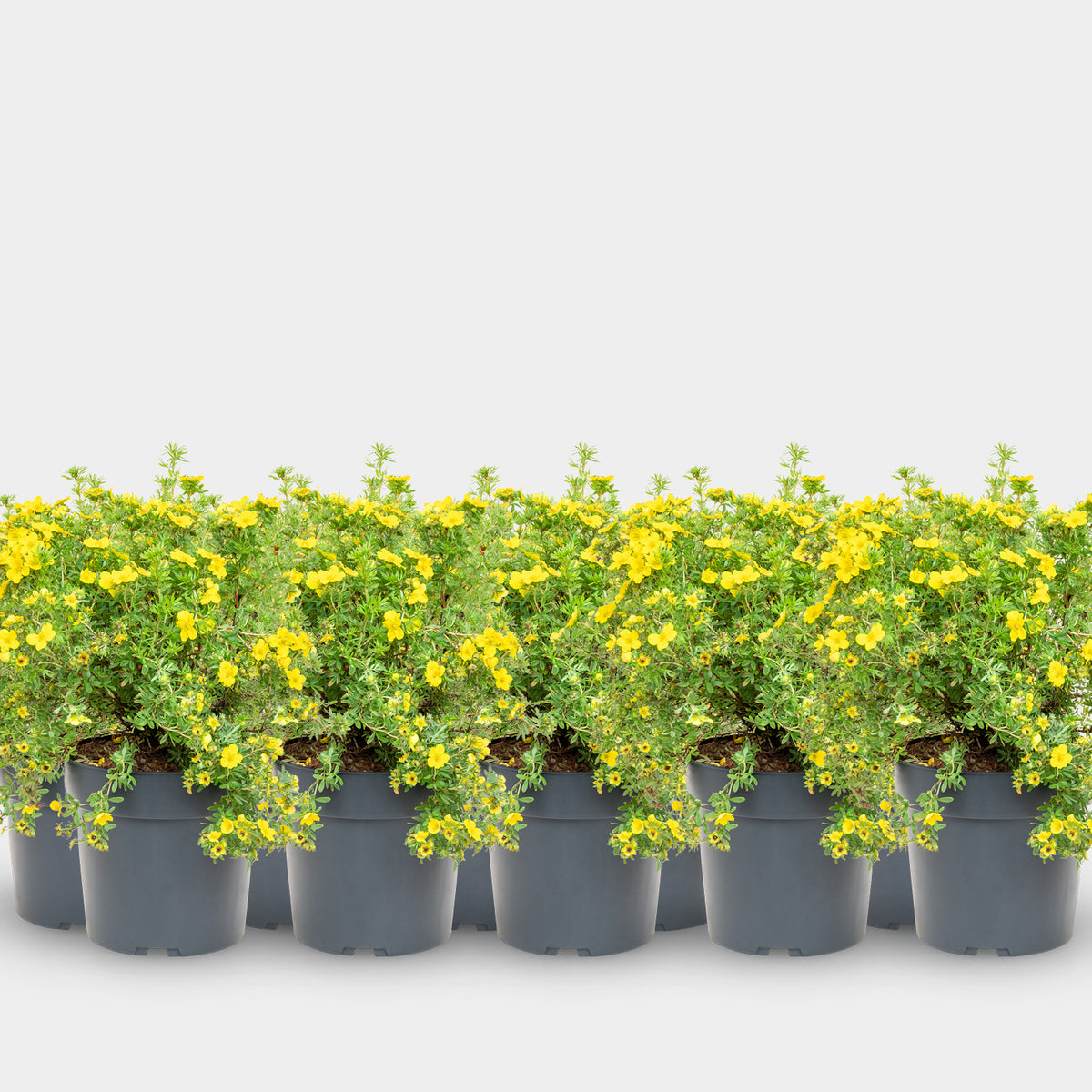Fünffingerstrauch 'Dakota Sunspot'® Goldgelb