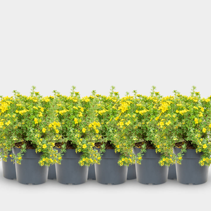 Fünffingerstrauch 'Dakota Sunspot'® Goldgelb