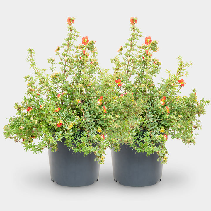 Fünffingerstrauch 'Red Lady'® Rot-orange