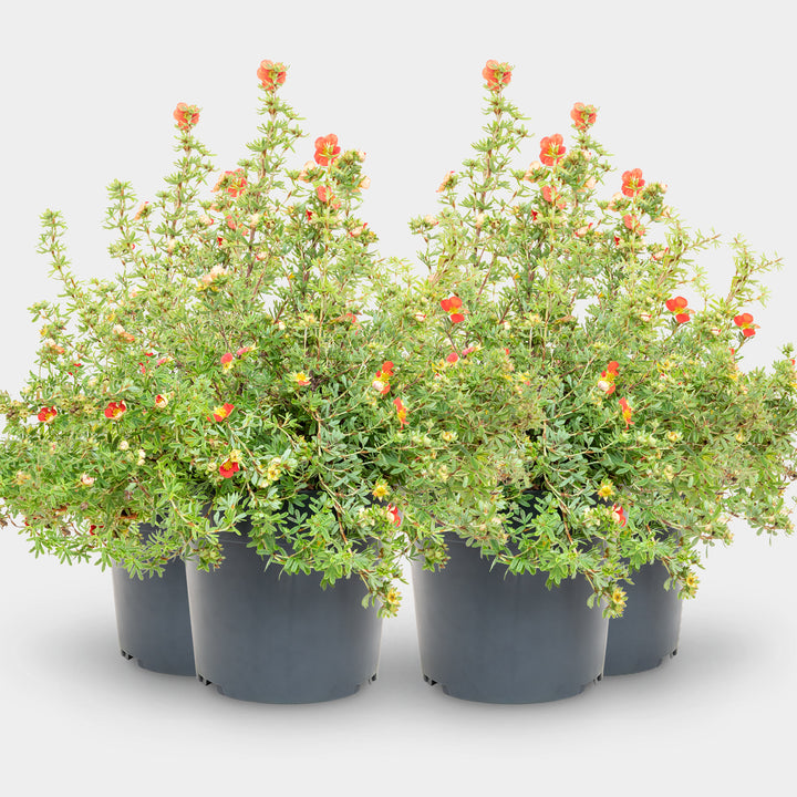 Fünffingerstrauch 'Red Lady'® Rot-orange