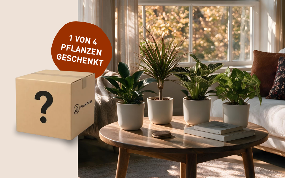Überraschung! Welche gratis Pflanze wird deine?