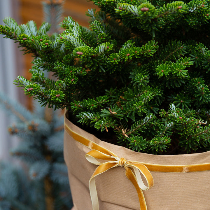 Abies koreana 'Molli' als Weihnachtsbaum