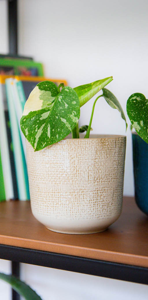 Ableger Monstera deliciosa 'Thai Constellation' im Bücherregal