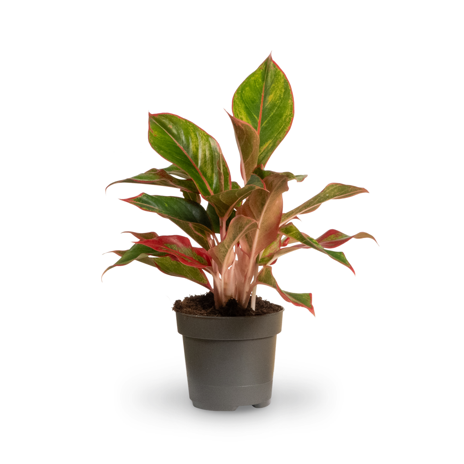 Aglaonema 'Jungle Red' kaufen