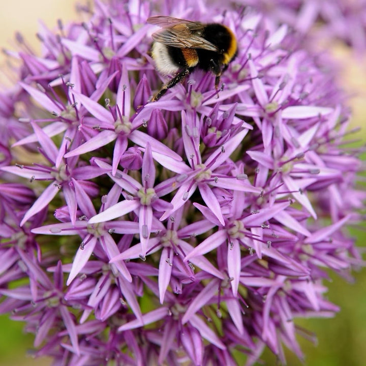 Allium aflatunense