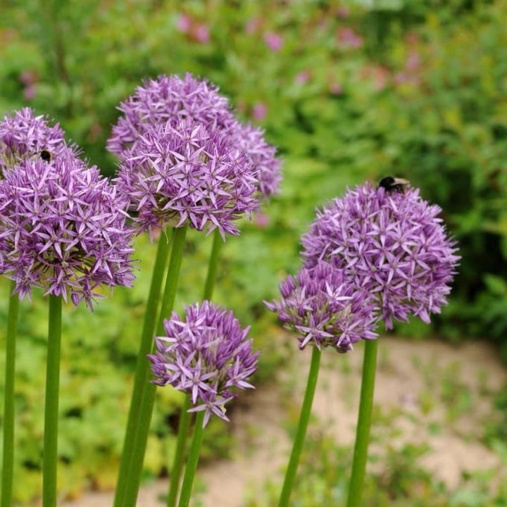 Allium aflatunense