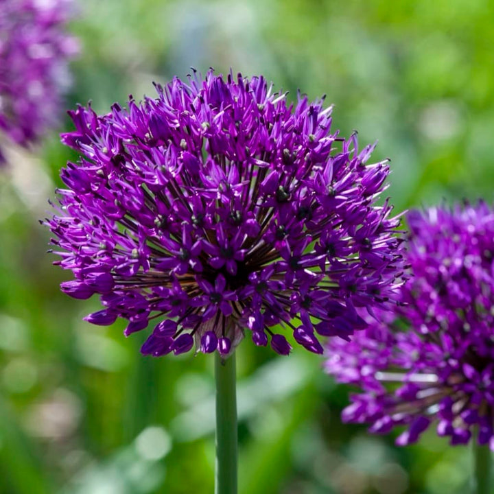 Zierlauch 'Purple Sensation' Violett