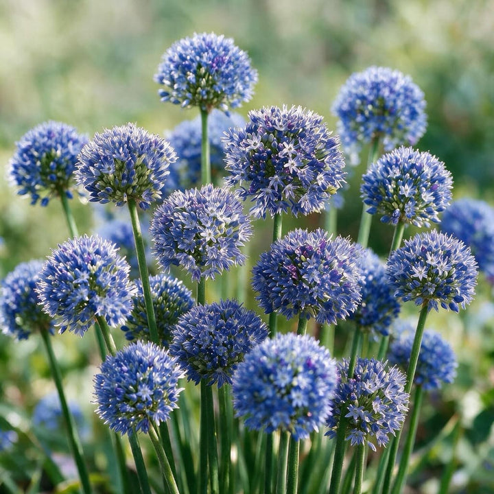 Allium caeruleum