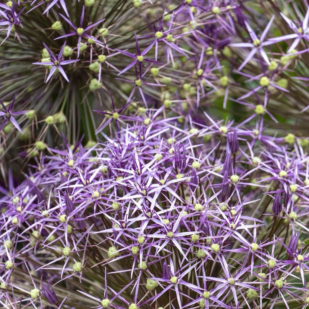 Allium christophii