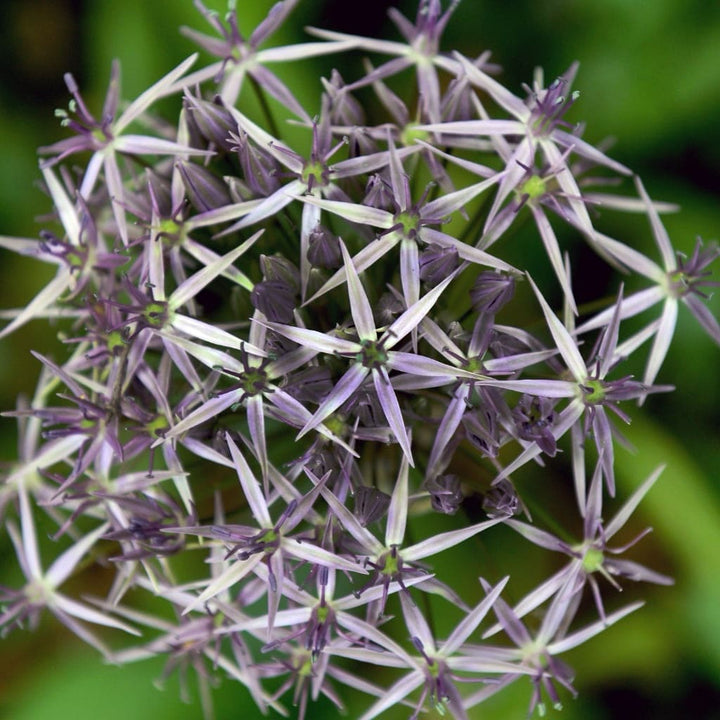 Allium christophii