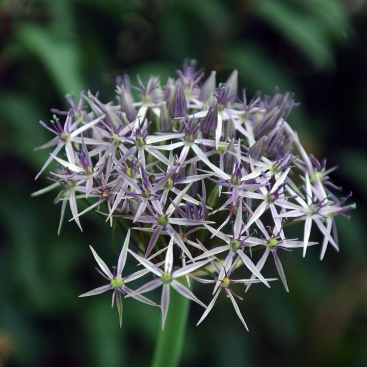 Allium christophii