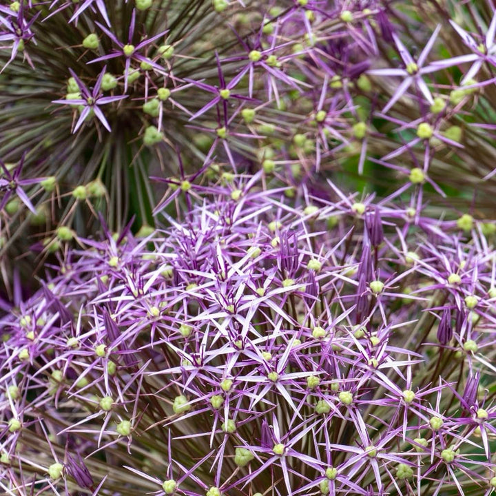 Sternkugel-Lauch Violett