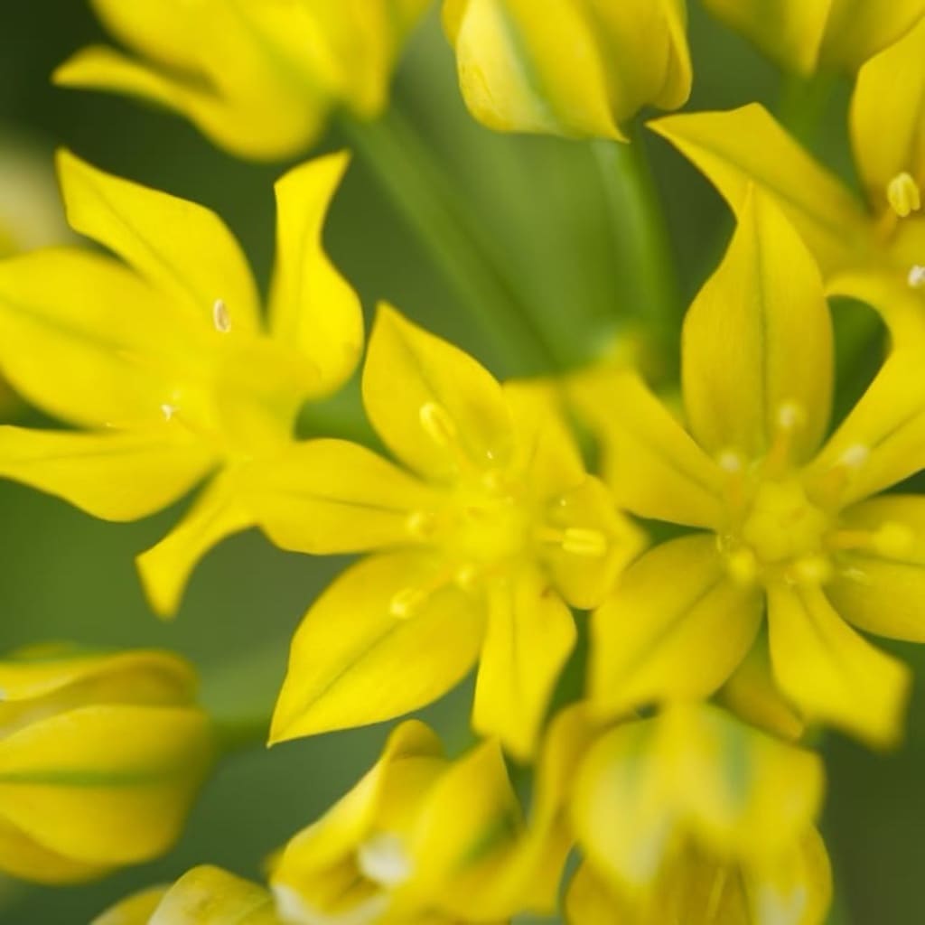 Allium moly
