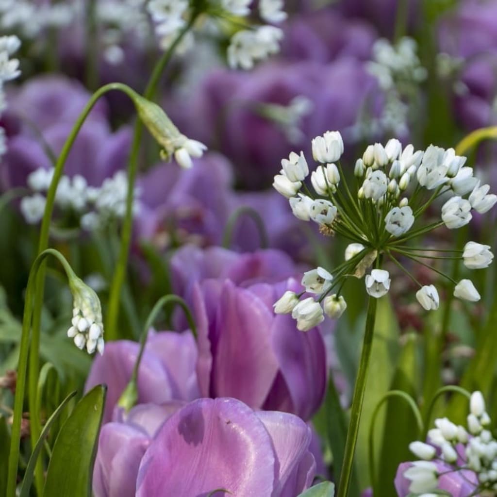 Allium neapolitanum