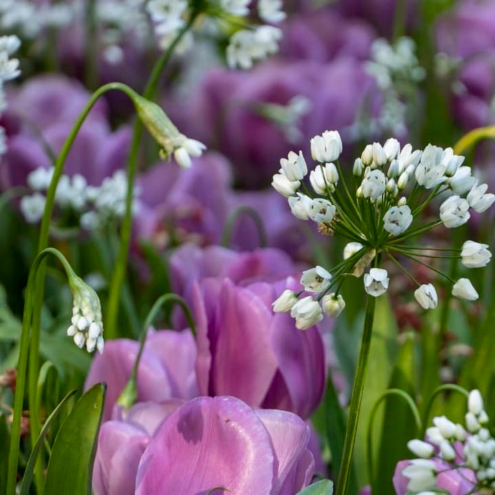 Allium neapolitanum