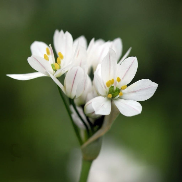 Allium neapolitanum