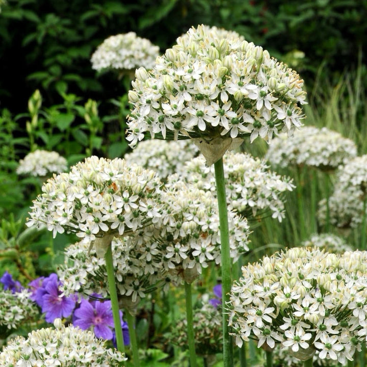 Allium nigrum