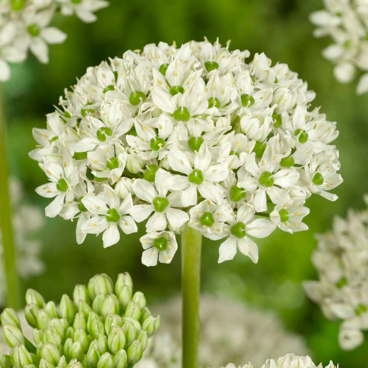 Allium nigrum