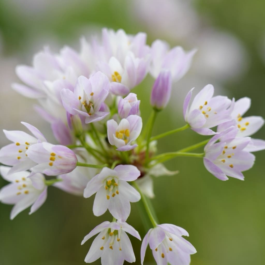 Allium roseum